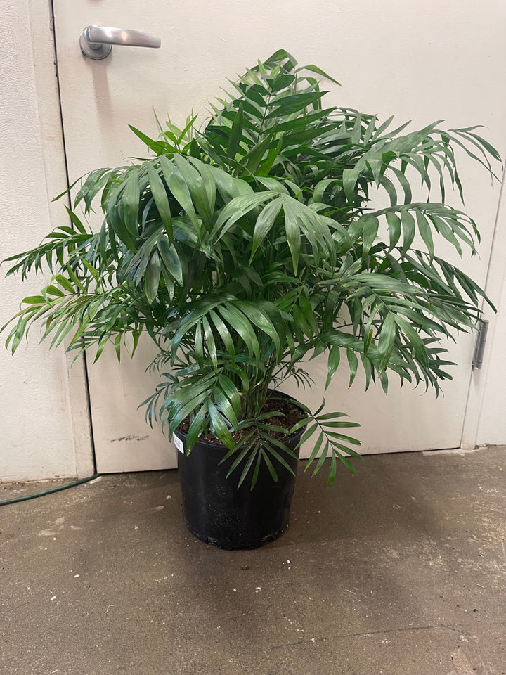 Parlor Palm