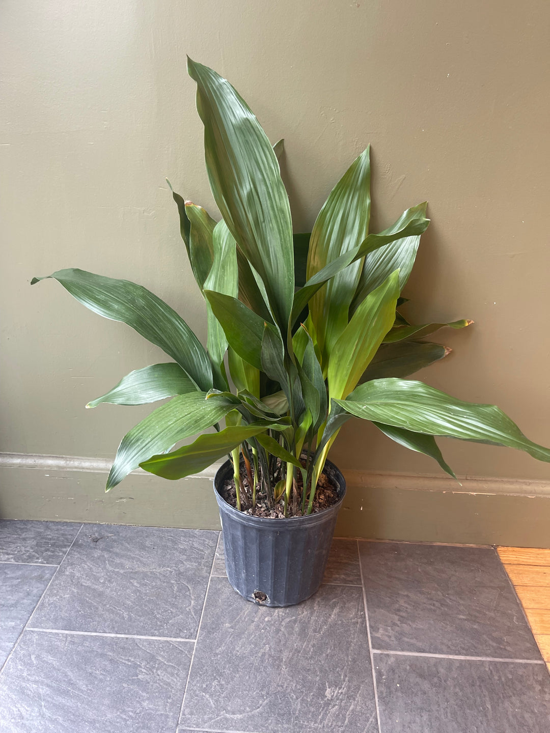 Cast Iron Plant