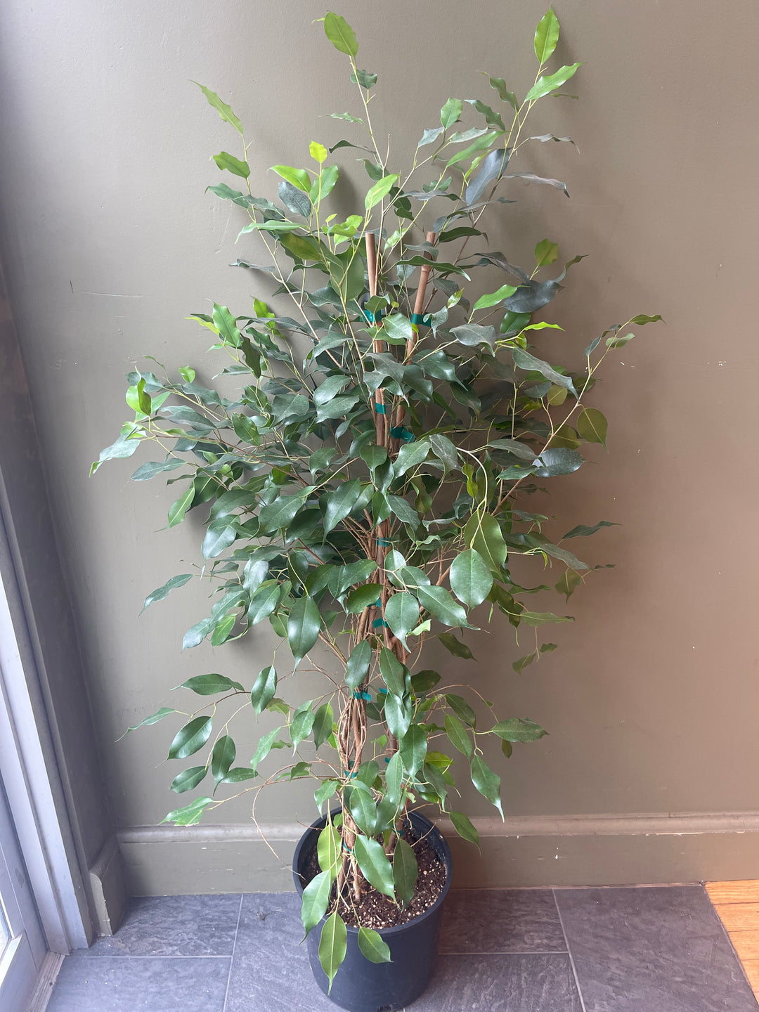 Ficus Benjamina