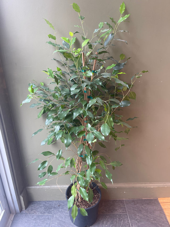 Ficus Benjamina