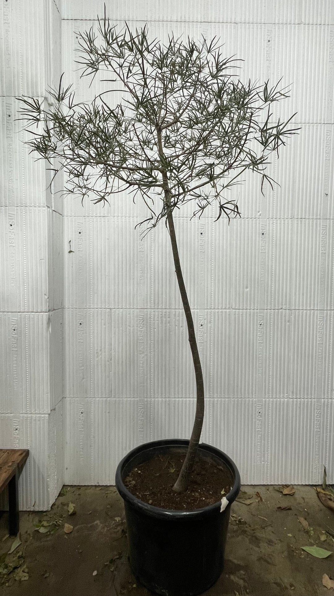 Australian Bottle Tree – Brachychiton Rupestris