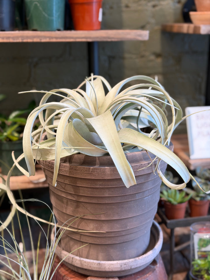 Air Plant
