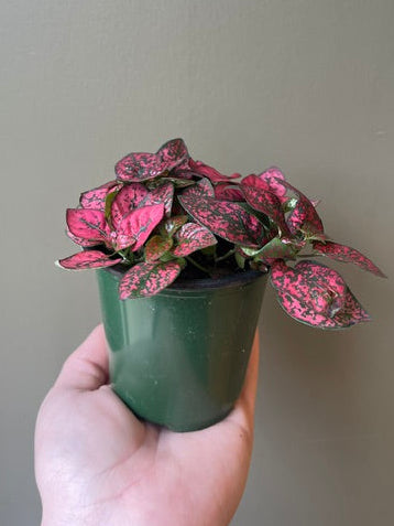 Polka Dot Plant