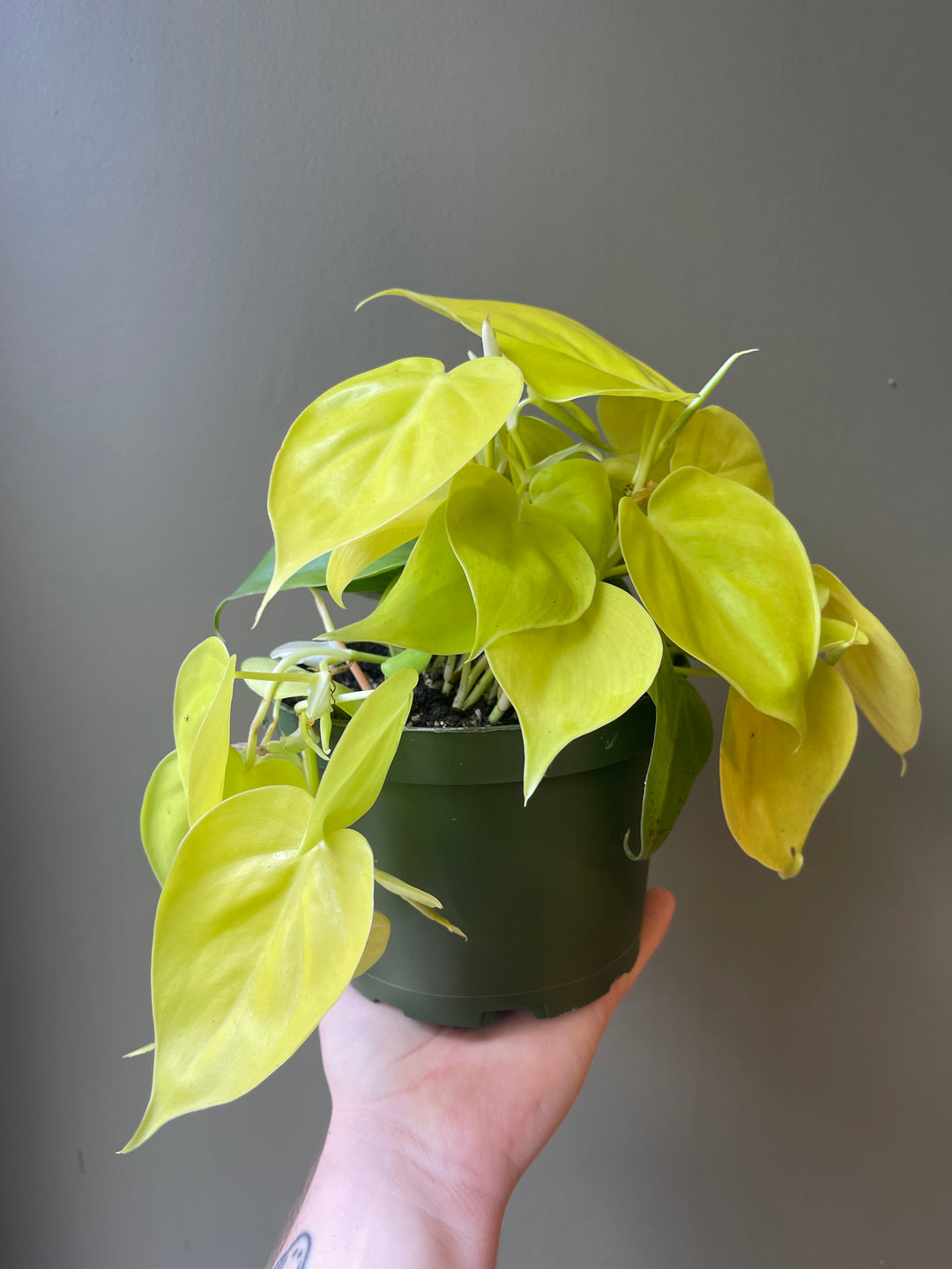 Philodendron Lemon Lime