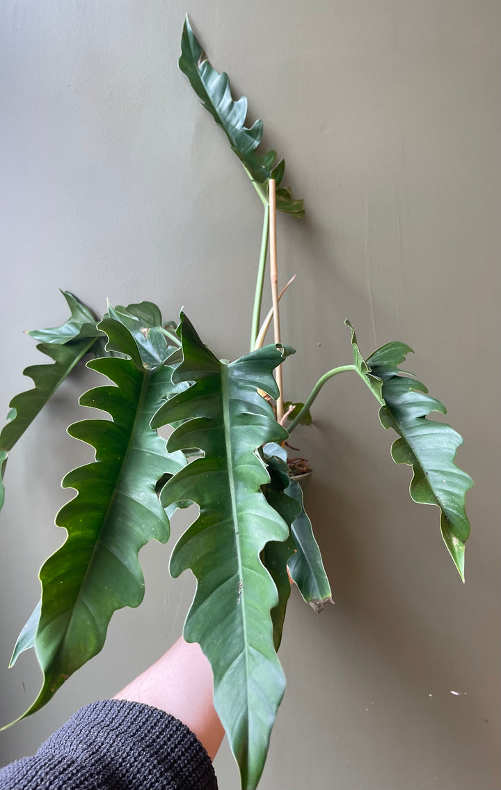 Philodendron Jungle Boogie