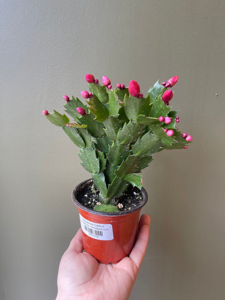 Christmas Cactus