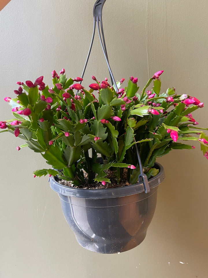 Christmas Cactus