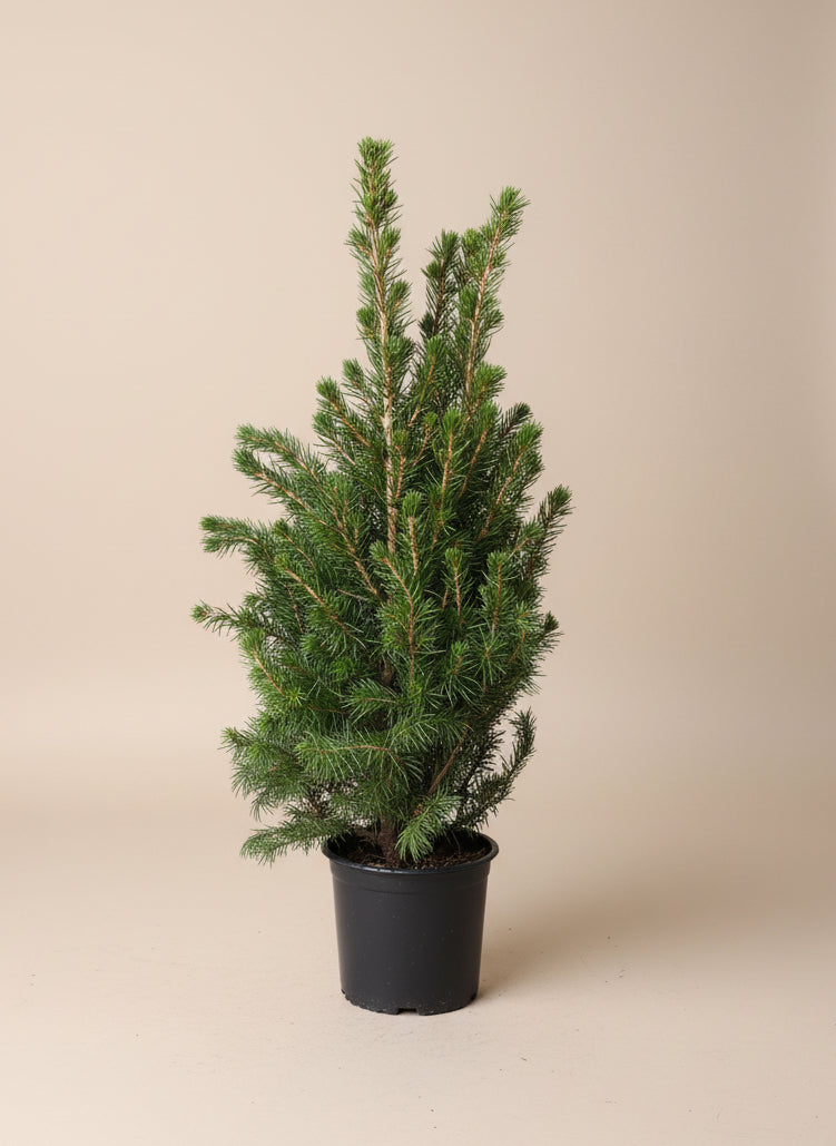 Alberta Spruce