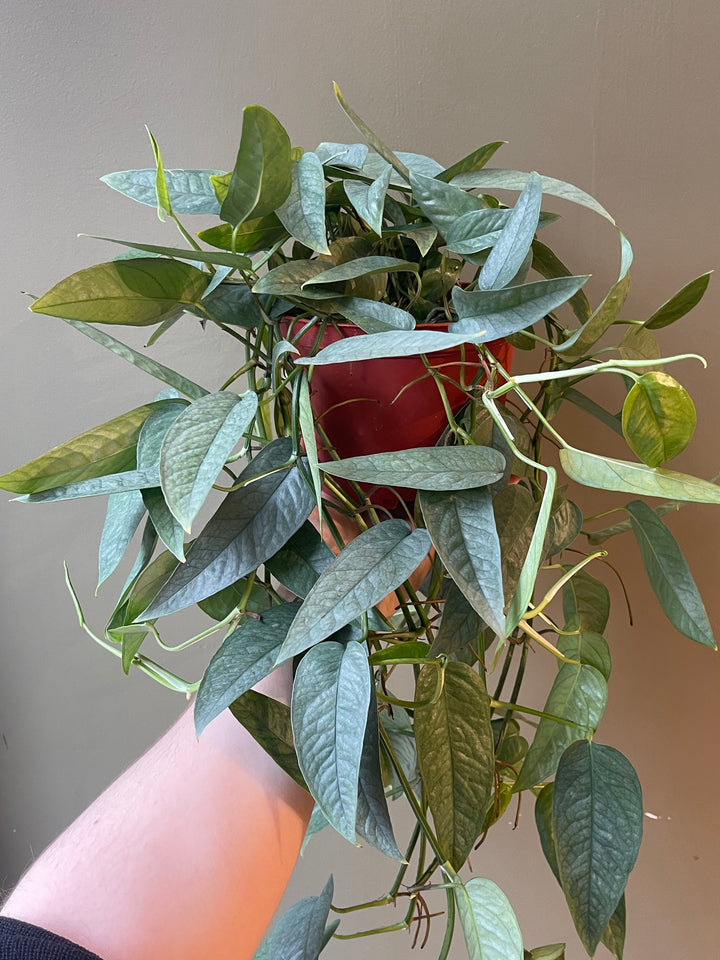Pothos Cebu Blue