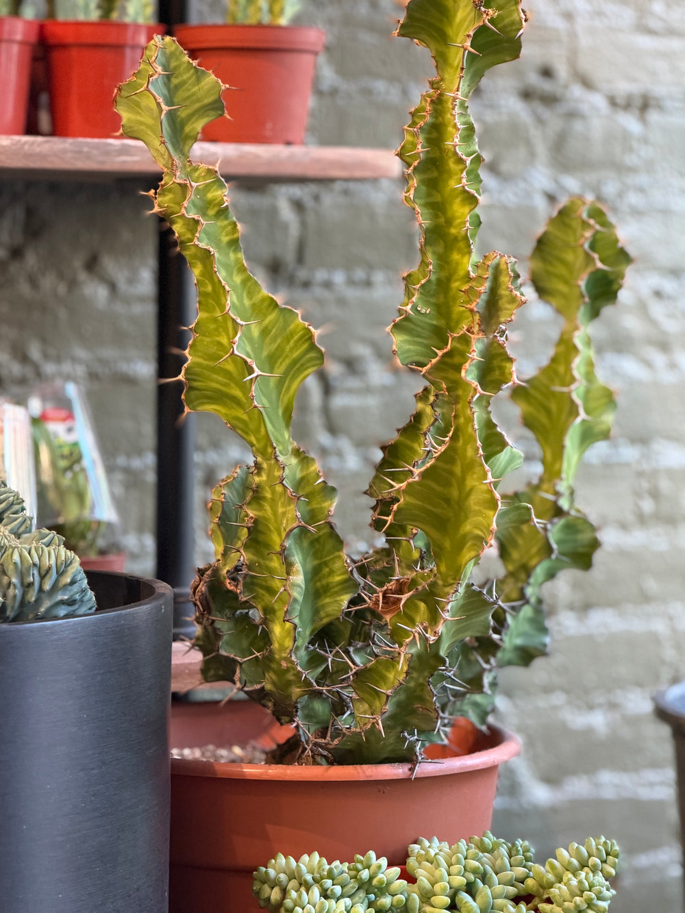 zig zag house plant Euphorbia Zig Zag – The Old Yew Plant Shop