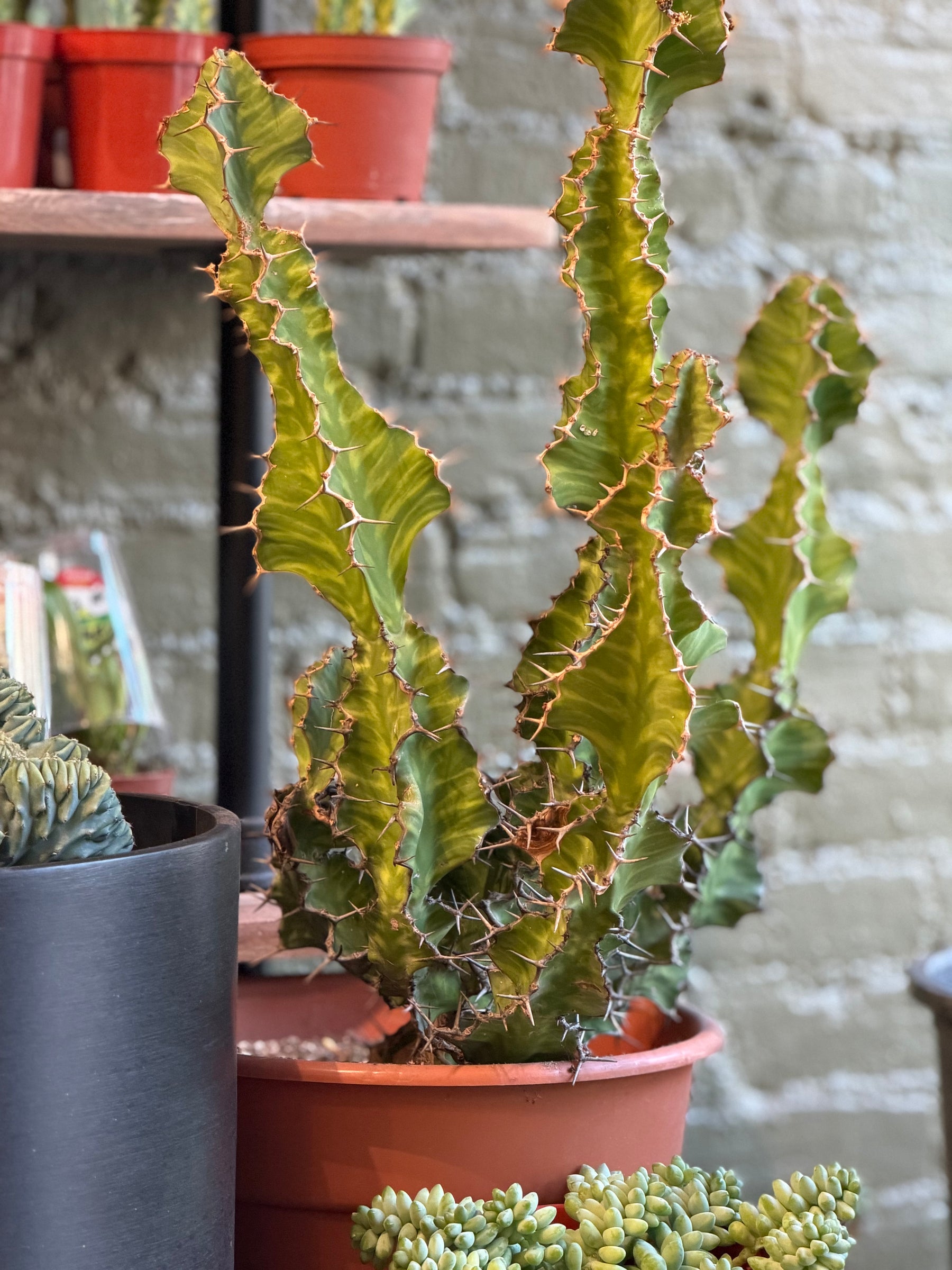 zigzag succulent Euphorbia Zig Zag – The Old Yew Plant Shop