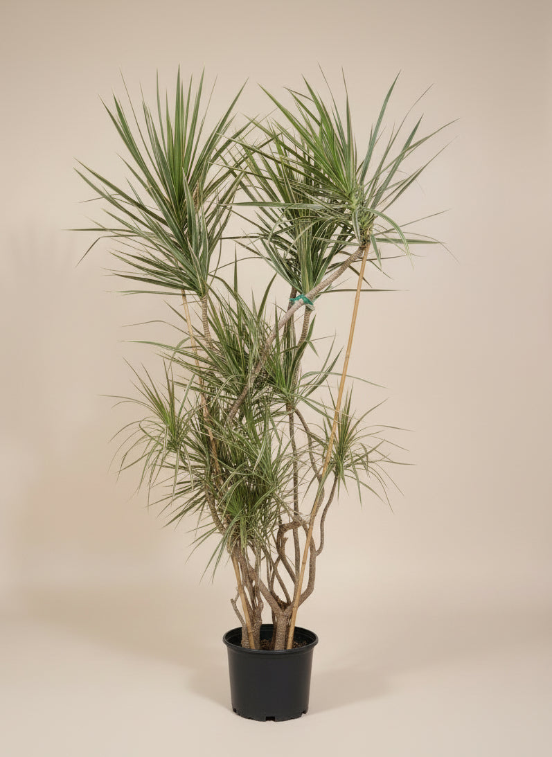 Dracaena Marginata