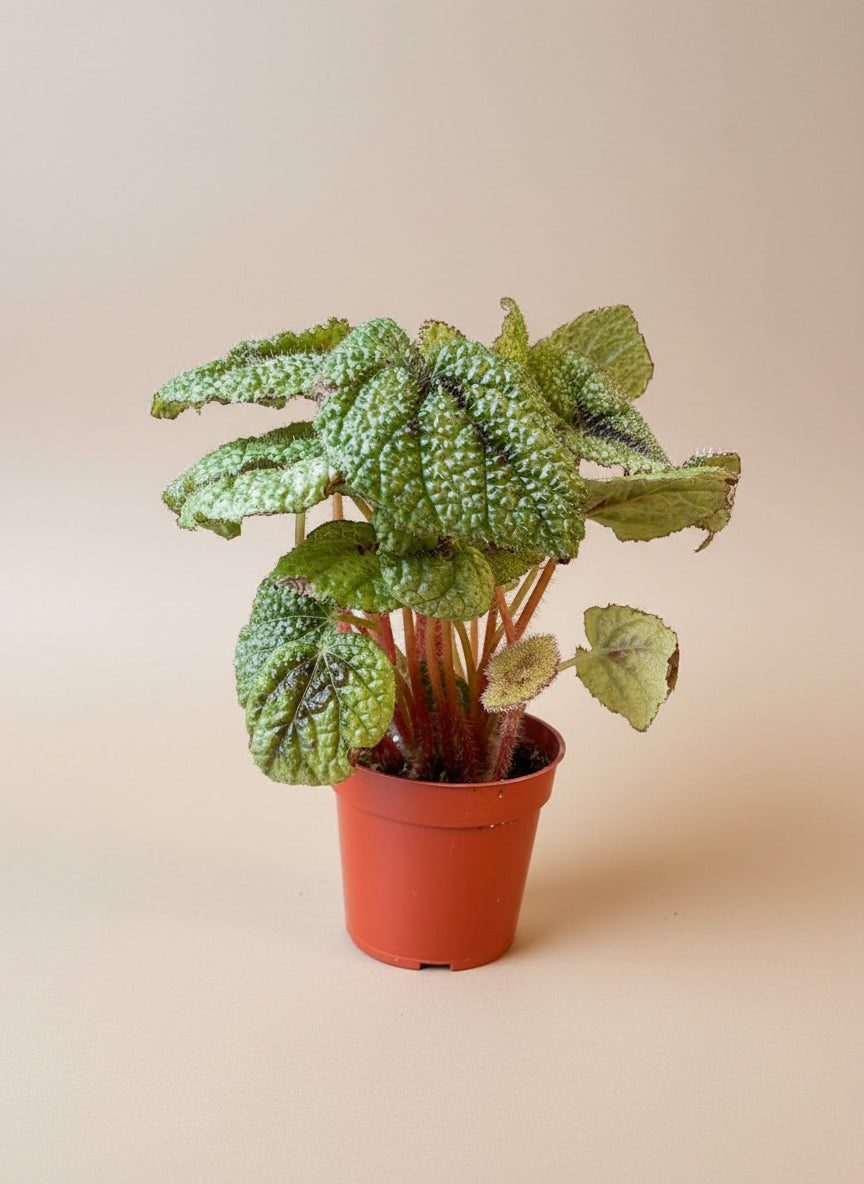 Begonia 'Iron Cross'