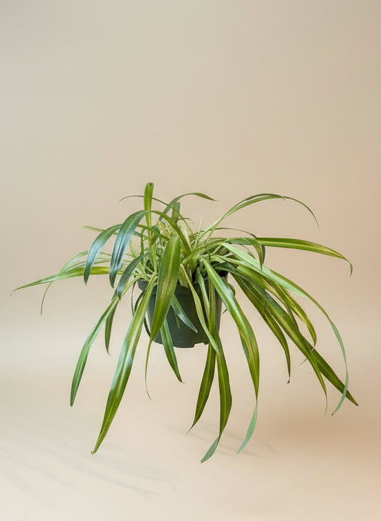 Spider Plant