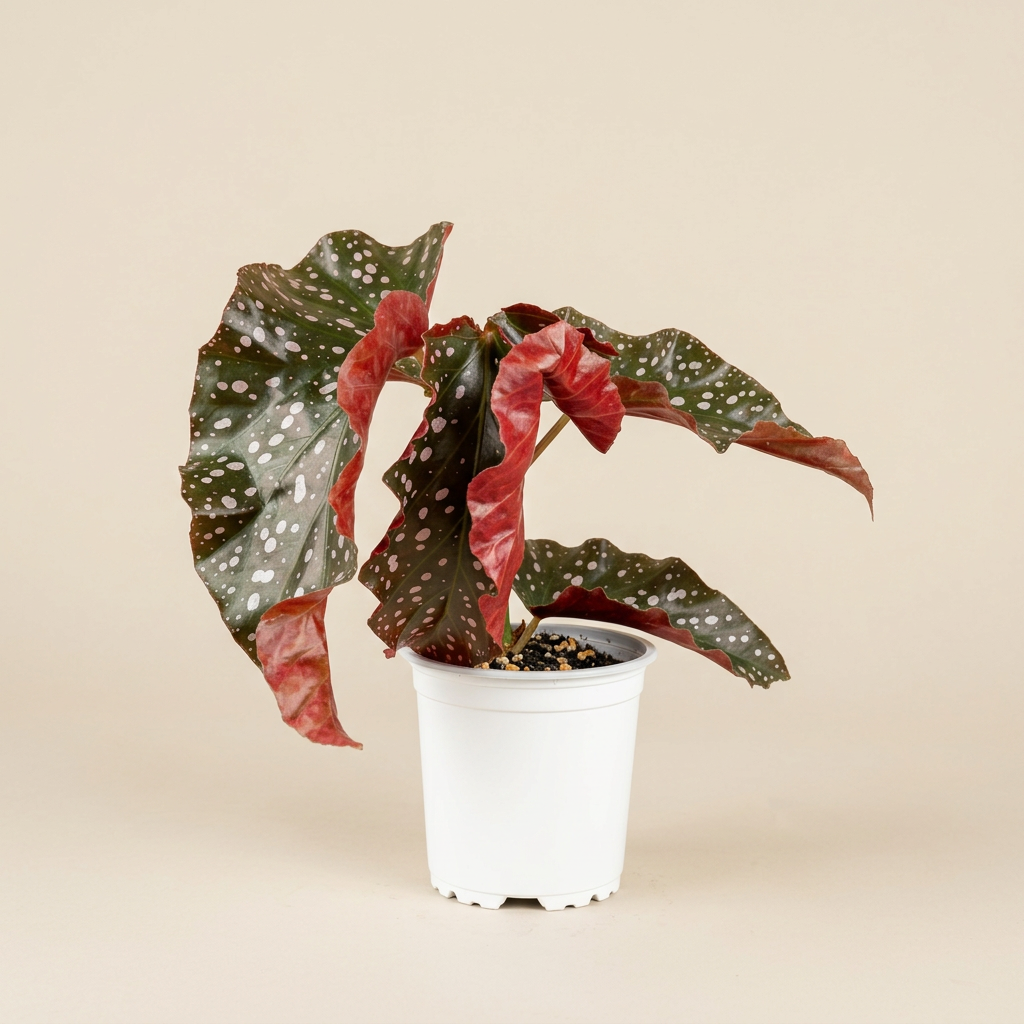 Crackling Rosey Begonia