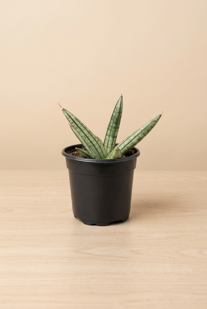 Snake Plant