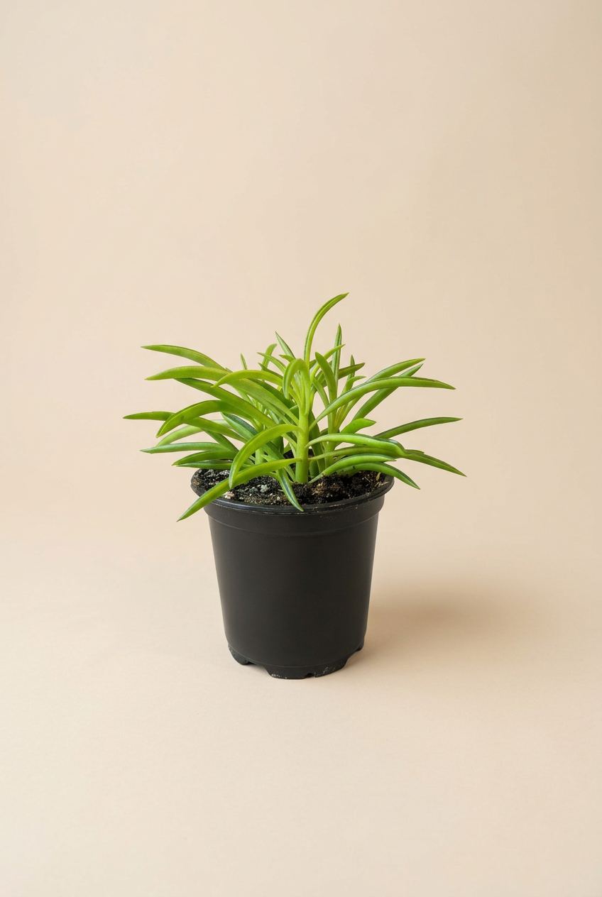 Peperomia