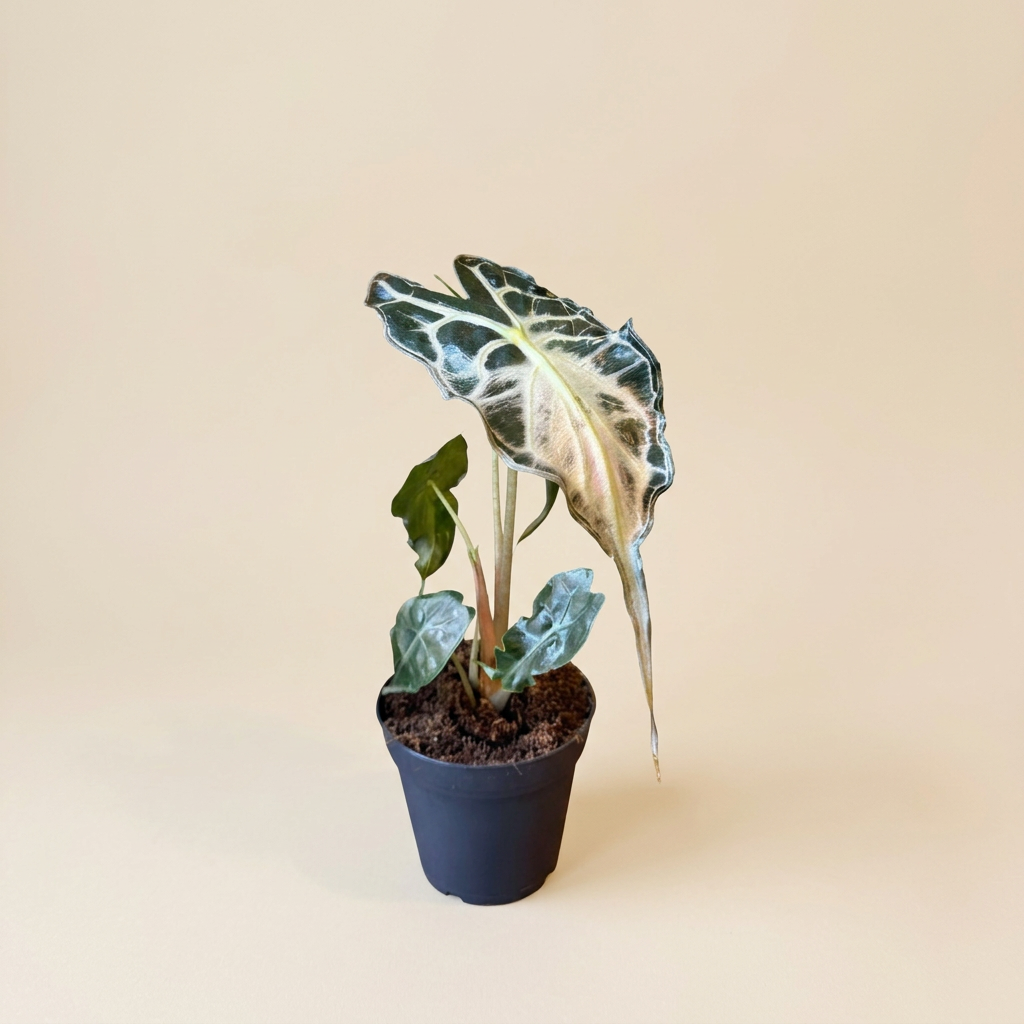 Alocasia Venom