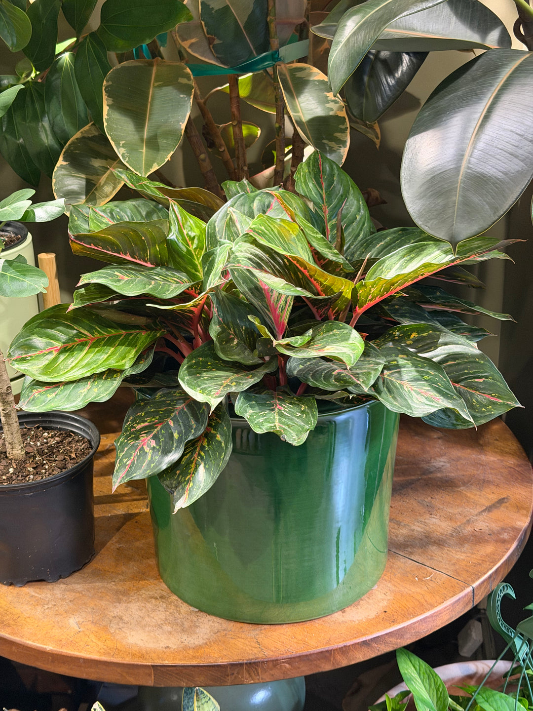 Aglaonema Red Emerald