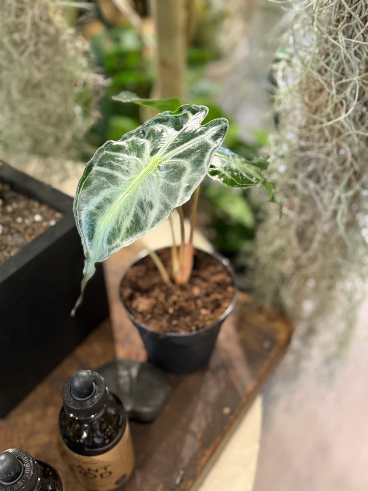 Alocasia Venom