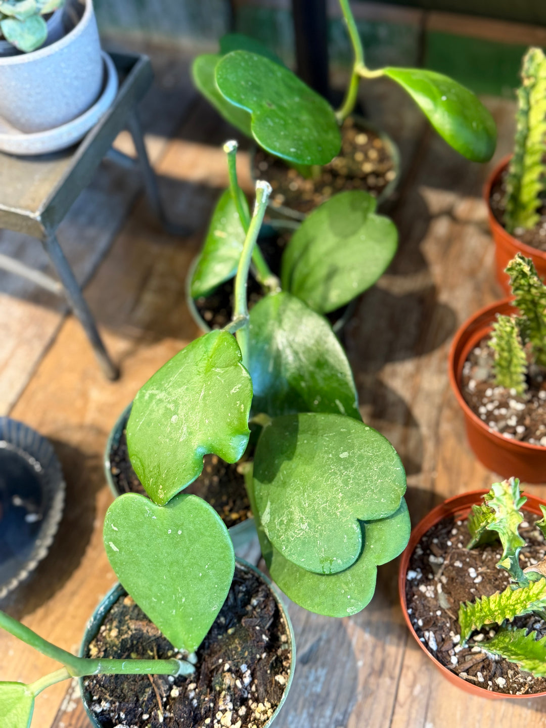 Hoya Kerrii w/ Node