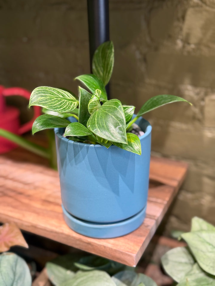 Philodendron Birkin