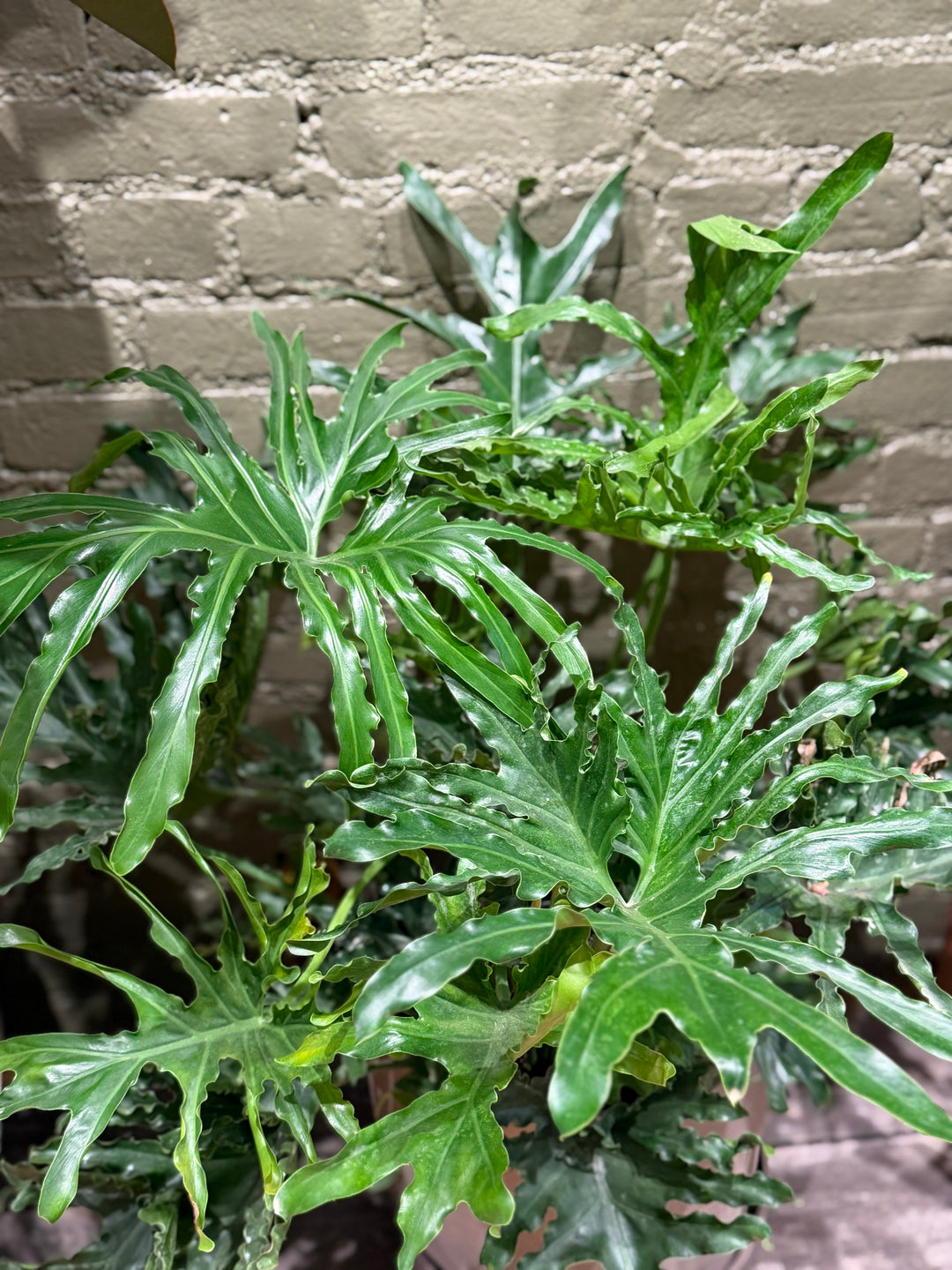 Philodendron 'Hope'