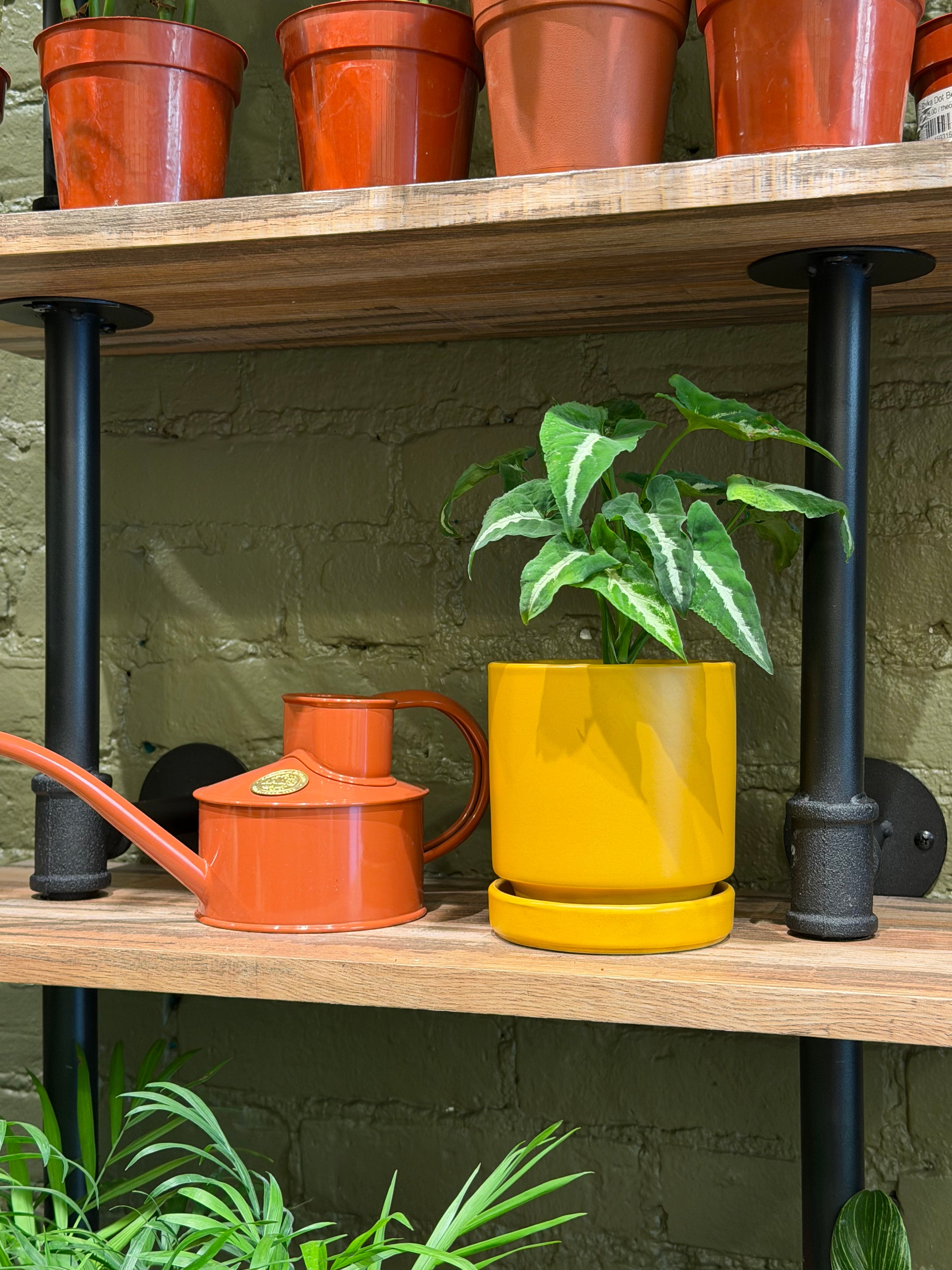 The Old Yew Plant Shop Syngonium Wendlandii