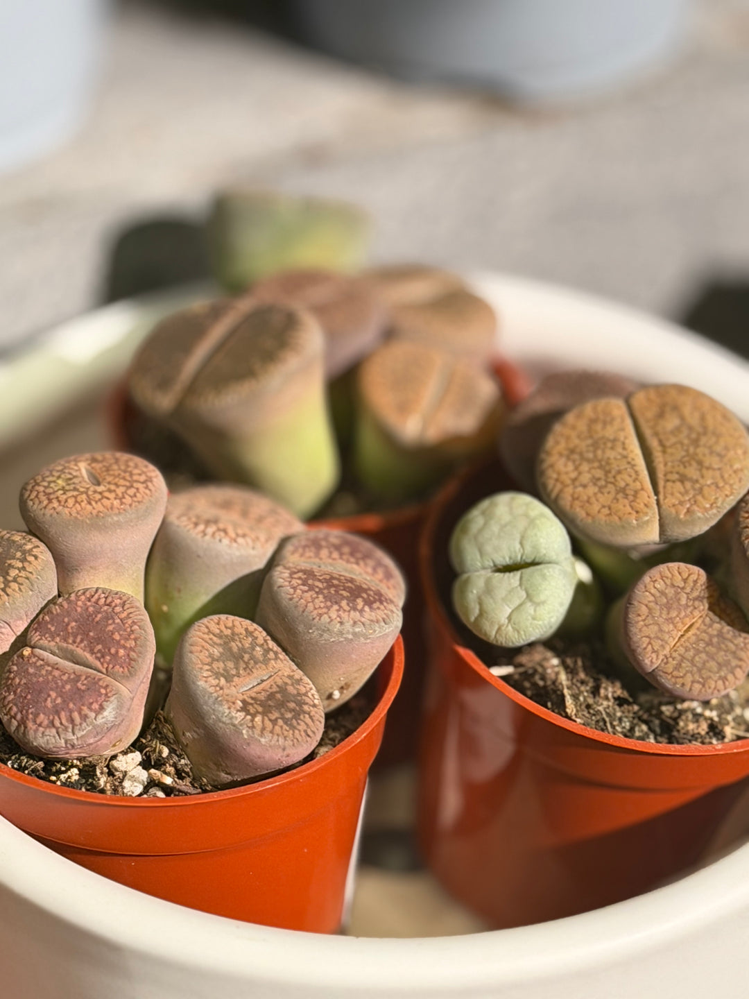 Lithops