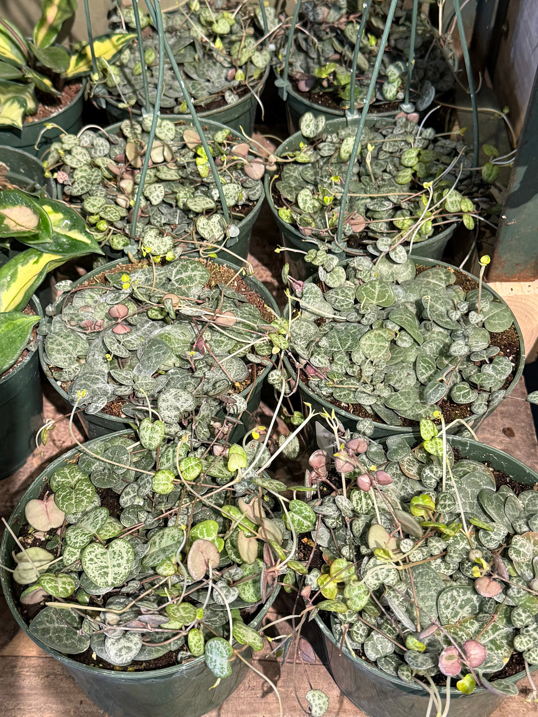 String of Hearts