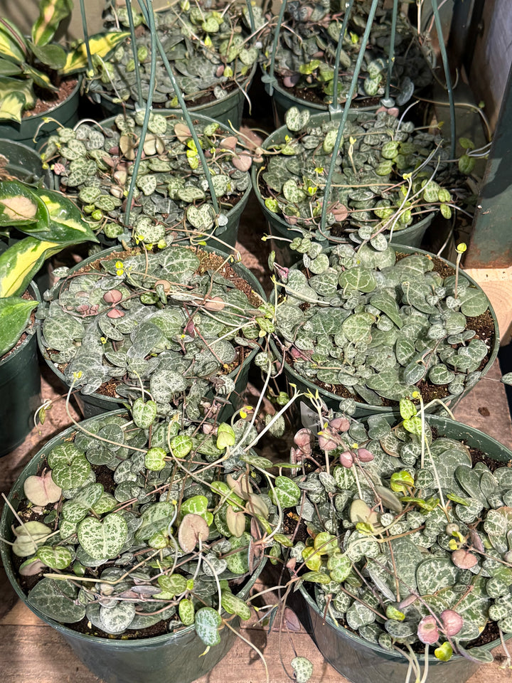String of Hearts