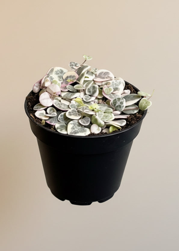 Variegated String of Hearts