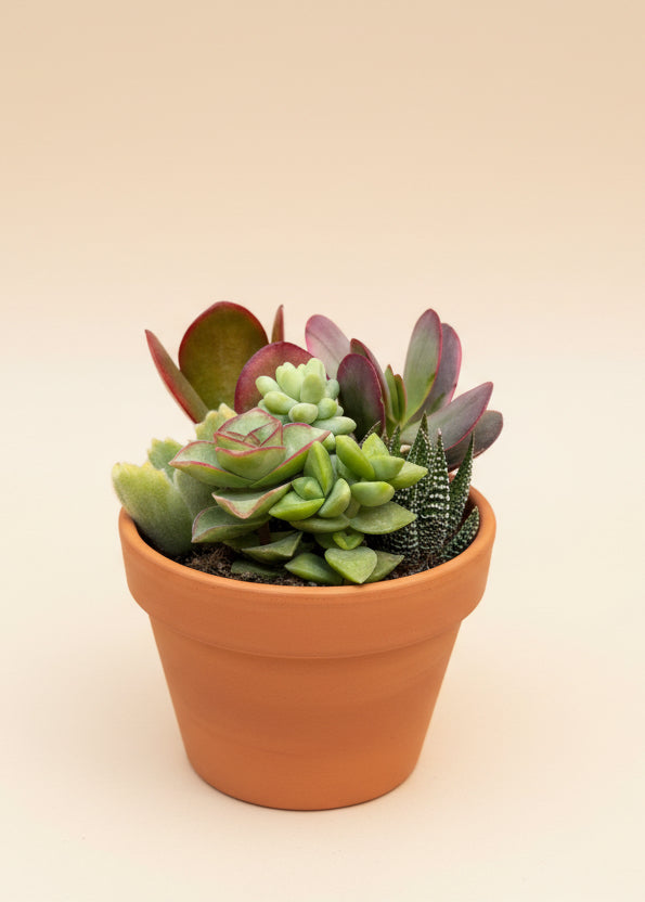 Succulent, Assorted