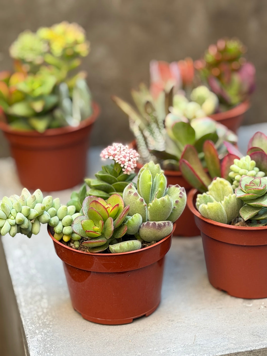 Succulent, Assorted