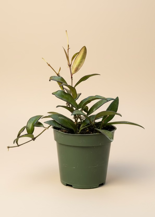 Hoya Rosita