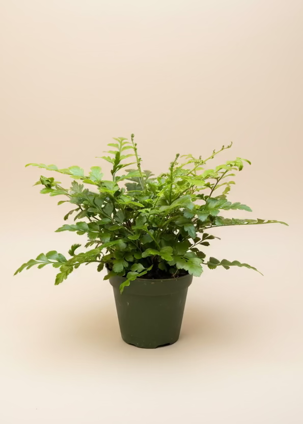 Austral Gem Fern