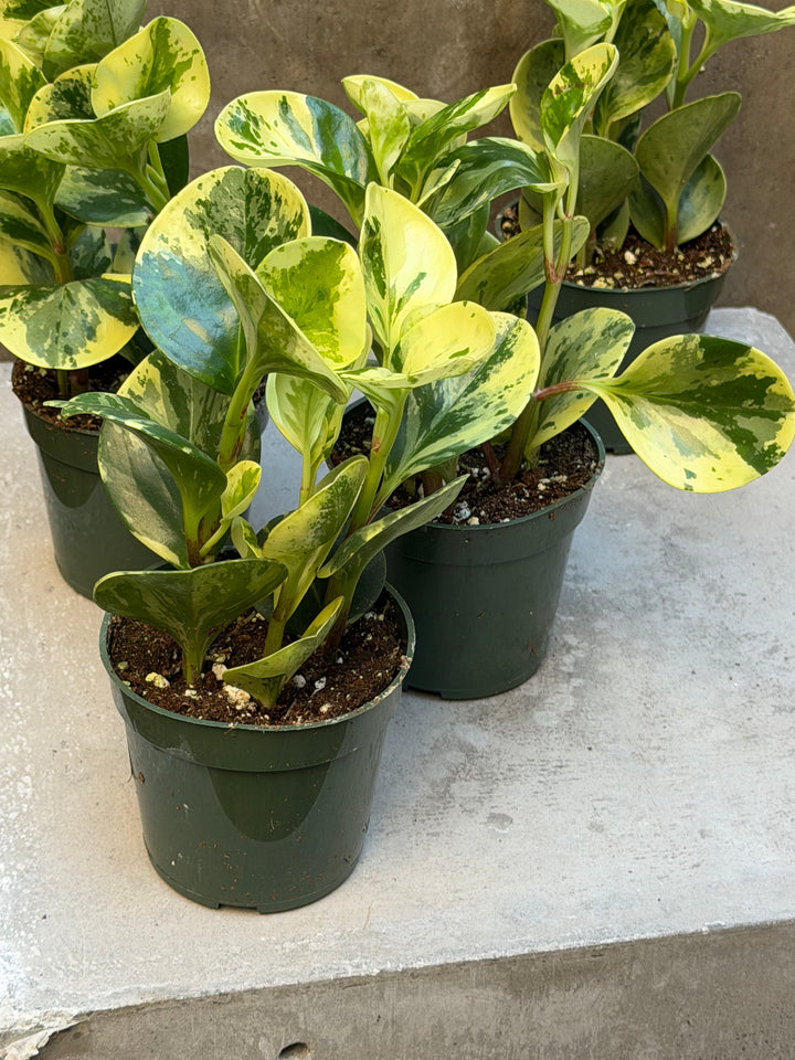 Peperomia