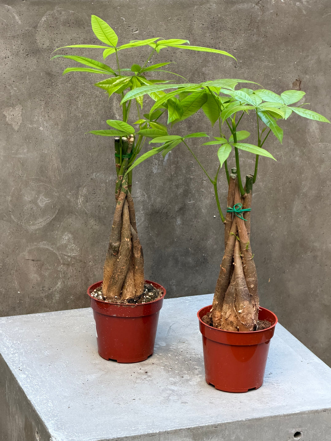 Money Tree