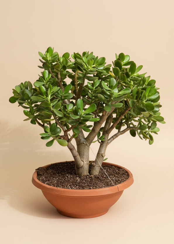 Jade Plant
