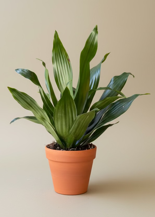 Dracaena Green Jewel