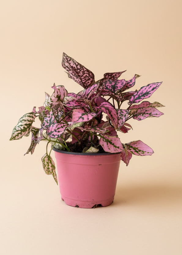 Polka Dot Plant