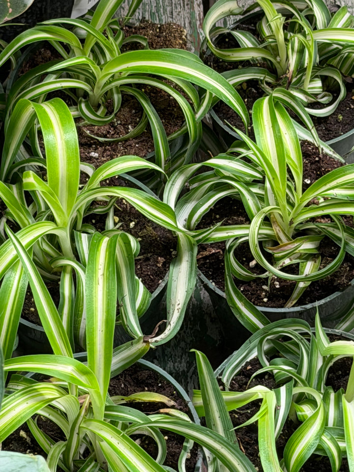 Spider Plant 'Bonnie'