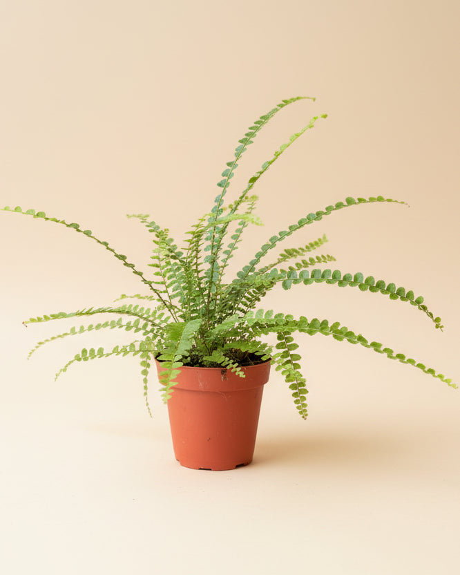 Lemon Button Fern