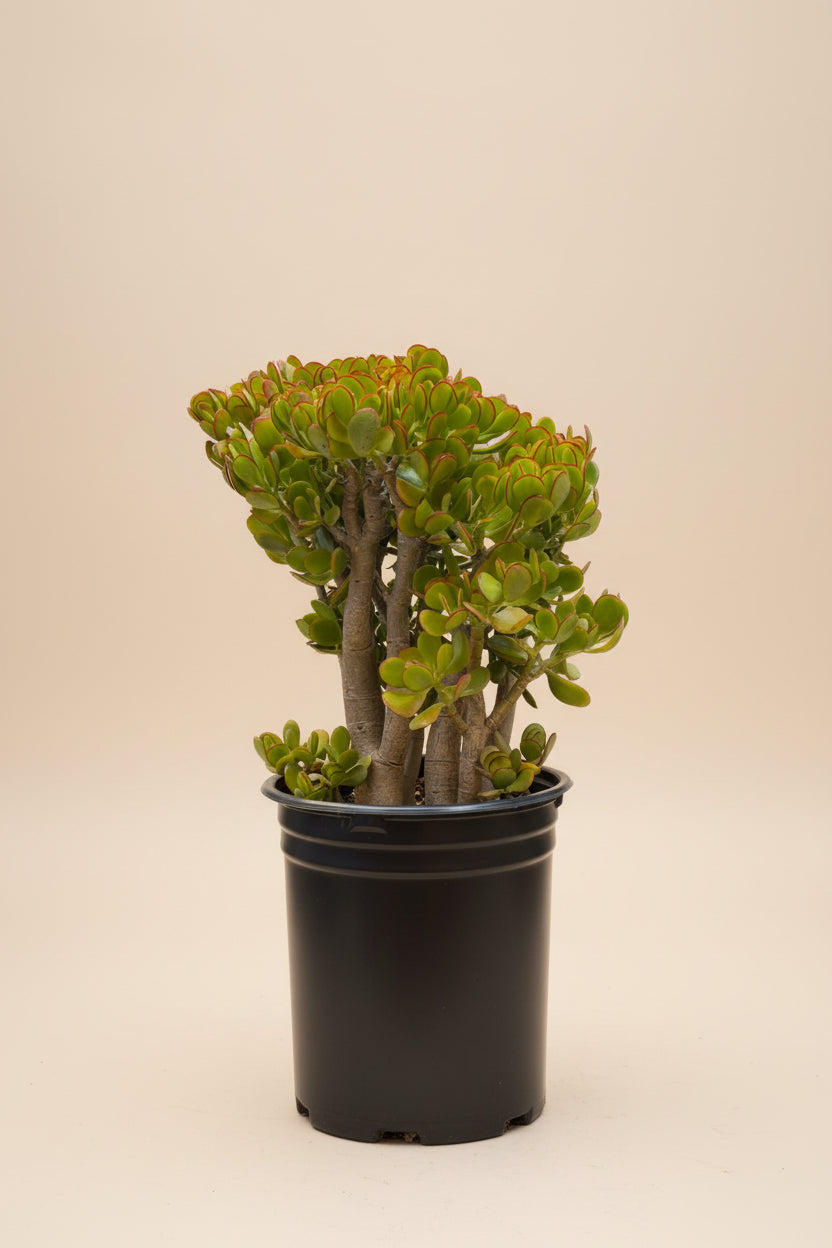The Old Yew Plant Shop Jade Plant - Thumbnail 2