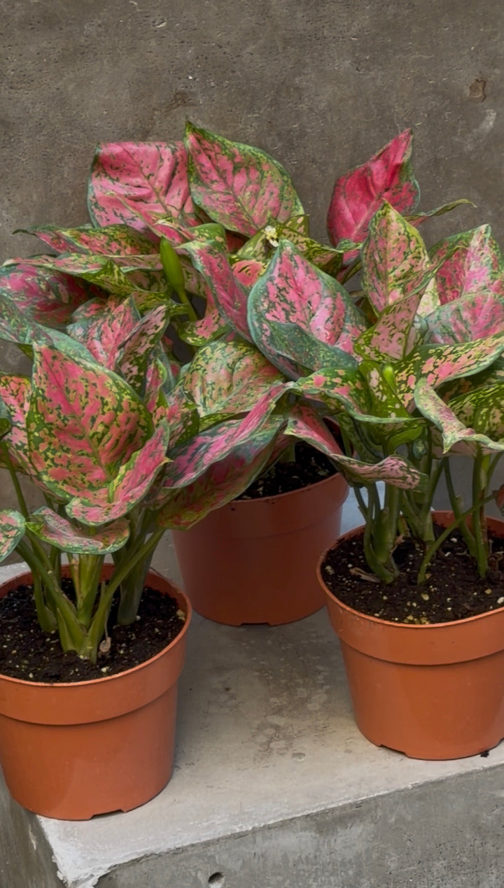 Aglaonema 'Wishes'