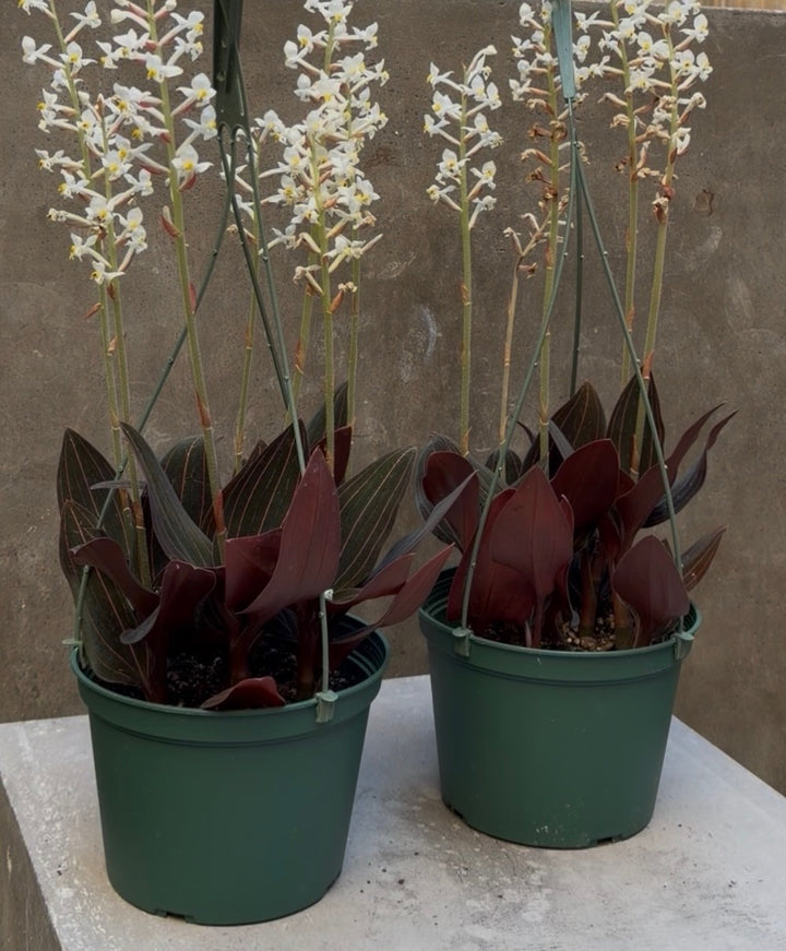 Jewel Orchid