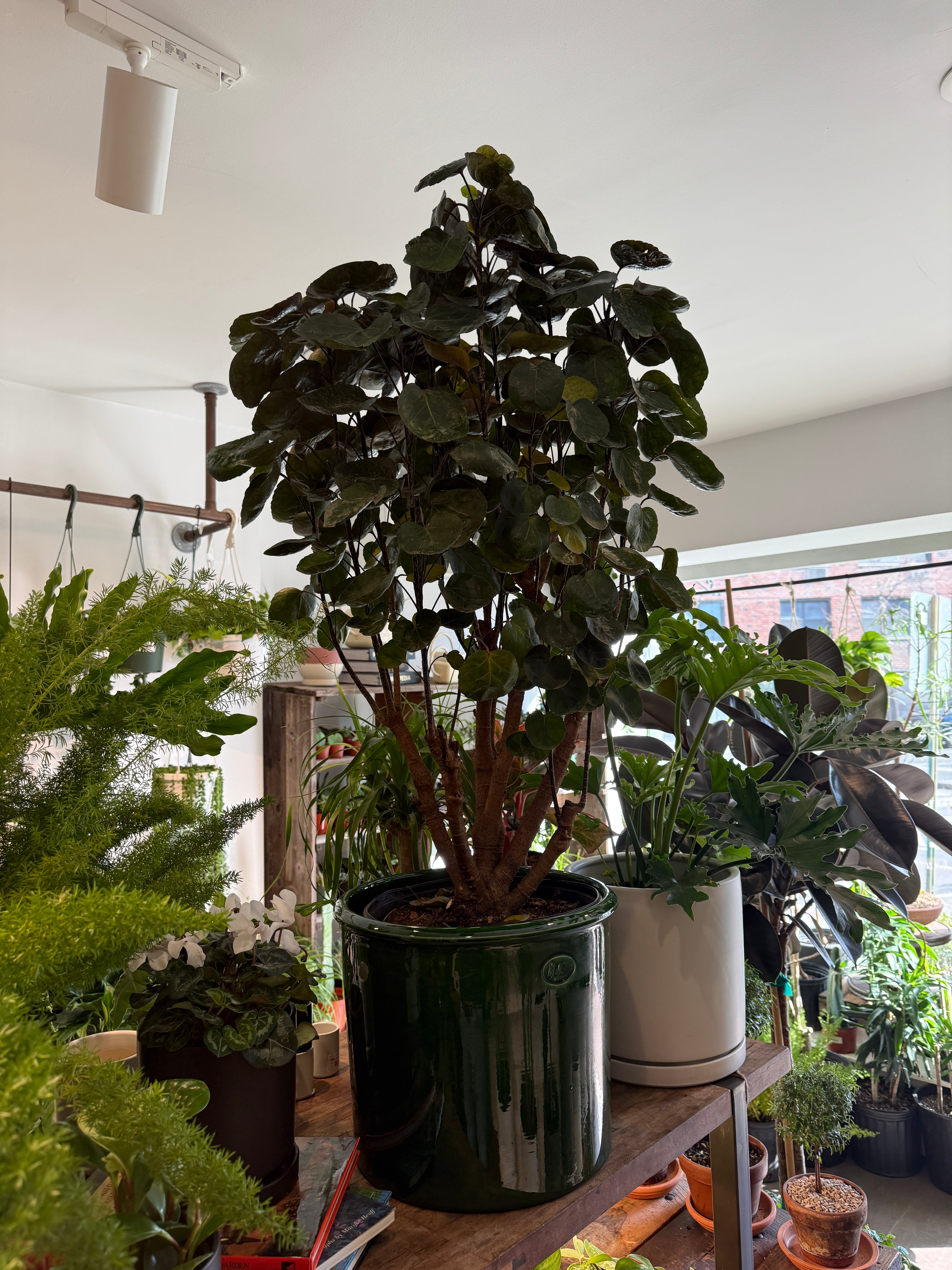 Aralia Fabian Stump - Thumbnail 3