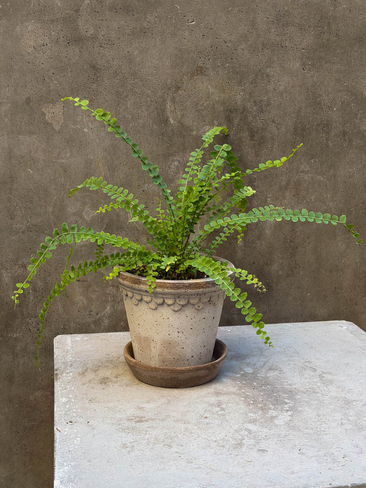 Lemon Button Fern