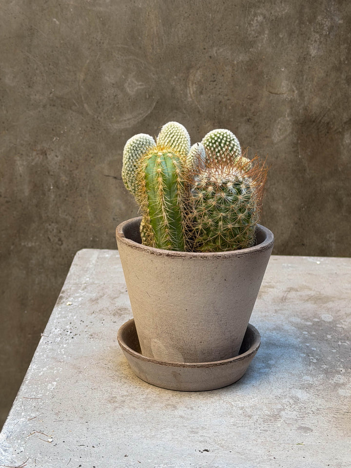Cactus Garden