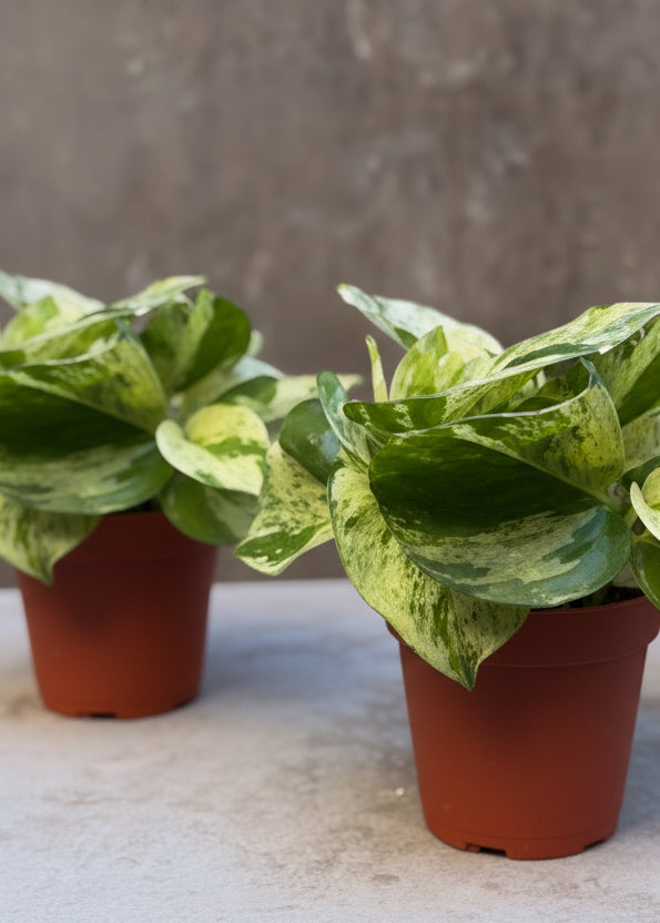Pothos Manjula Compacta